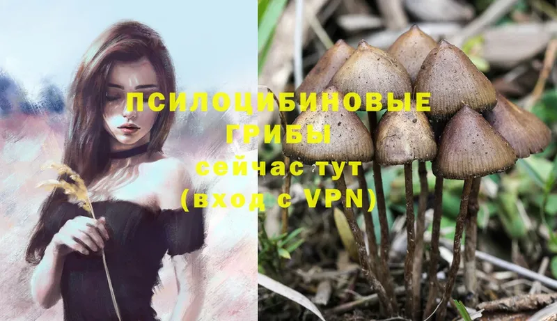 Псилоцибиновые грибы Psilocybine cubensis  дарк нет наркотические препараты  Спасск-Рязанский 